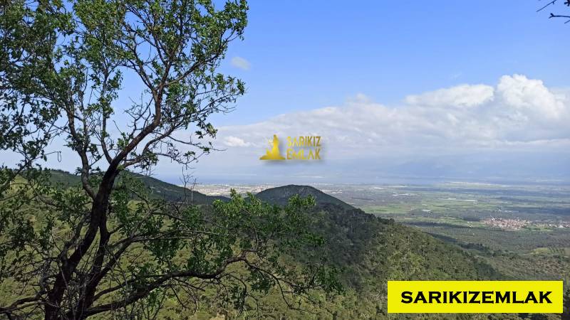 Burhaniye Çallı Mah`daBağ & Bahçe. - 2